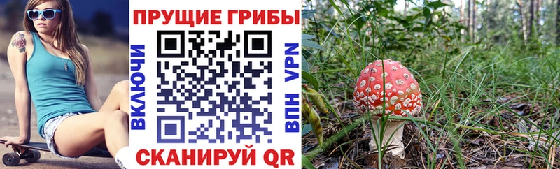 Галлюциногенные грибы Cubensis  Купить закладки  Балашов 